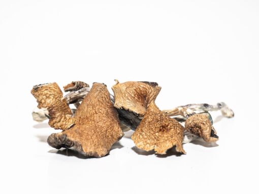 psychedelic mushrooms