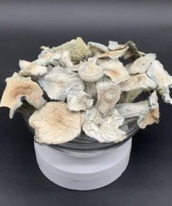Albino Jack Frost